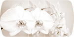 Стол обеденный Бостон-2 на опоре брифинг-хром цвет столешницы с фотопечатью лунная орхидея